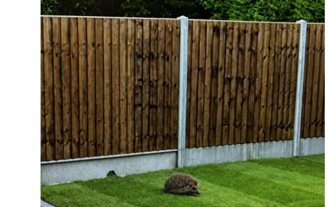 Hedgehog Highway – Acacia House Manor Fields Horsham