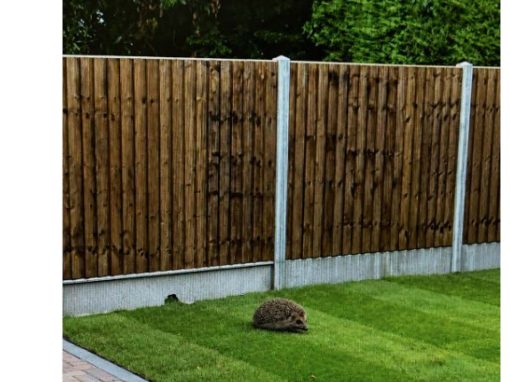 Hedgehog Highway – Acacia House Manor Fields Horsham